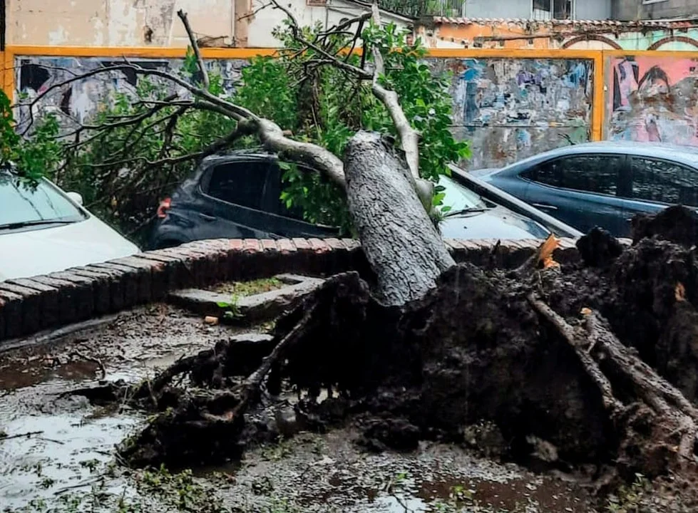 Por el temporal de lluvia que afecta la ciudad cayó otro árbol - LT3